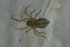 Cheiracanthium erraticum