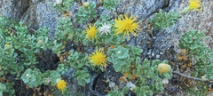 Ericameria cuneata macrocephala