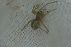 Cheiracanthium erraticum