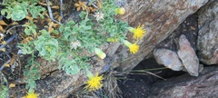 Ericameria cuneata macrocephala