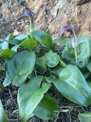 Arisarum vulgare