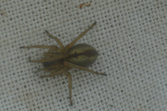 Cheiracanthium erraticum