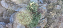 Ericameria cuneata macrocephala