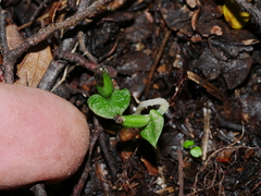 Corybas cheesemanii