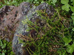 Diphasiastrum sitchense