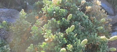 Ericameria cuneata macrocephala