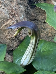 Arisarum vulgare