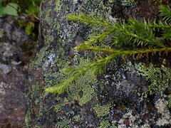 Diphasiastrum sitchense