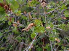 Betula glandulosa