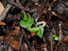 Corybas cheesemanii