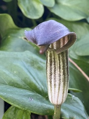 Arisarum vulgare