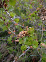 Betula glandulosa