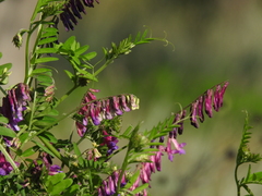 Vicia eriocarpa