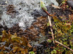 Umbilicaria deusta