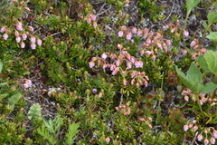 Phyllodoce × intermedia