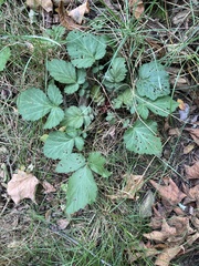 Geum