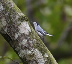 Polioptila bilineata