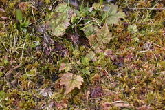 Pectiantia pentandra