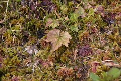 Pectiantia pentandra