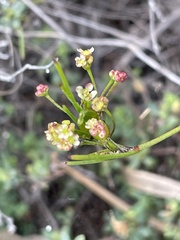 Centella macrocarpa