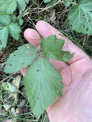 Geum
