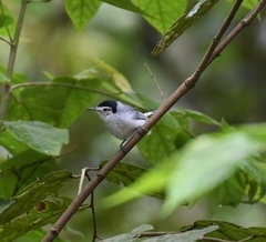 Polioptila bilineata