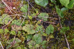 Pectiantia pentandra