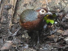 Pteroptochos castaneus