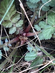 Geum