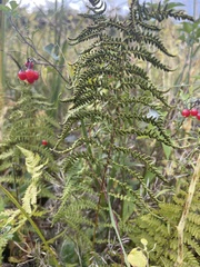 Thelypteris palustris pubescens