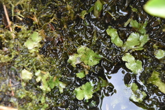 Conocephalum conicum