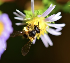 Andrena robervalensis