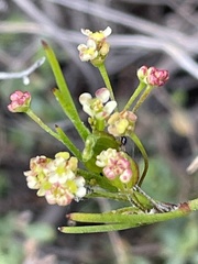 Centella macrocarpa