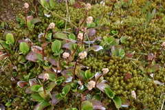 Leptarrhena pyrolifolia