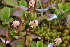 Leptarrhena pyrolifolia