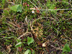 Tuckermanopsis subalpina