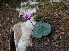 Cyclamen purpurascens
