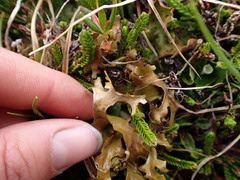 Tuckermanopsis subalpina