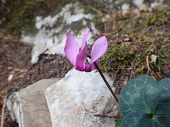 Cyclamen purpurascens