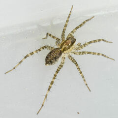 Pardosa pauxilla