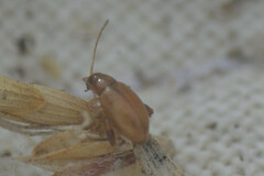 Chrysomelidae