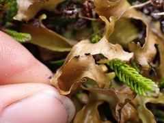 Tuckermanopsis subalpina