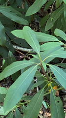Rhododendron maximum