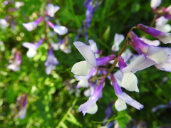 Vicia villosa microphylla