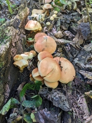 Gymnopilus luteofolius