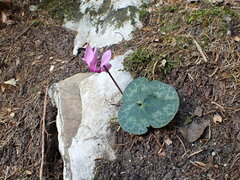 Cyclamen purpurascens