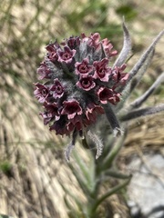 Cynoglossum magellense