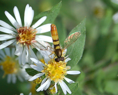 Sphaerophoria contigua