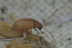 Chrysomelidae