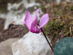 Cyclamen purpurascens